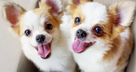 웃는 얼굴로 위를 올려다보는 치와와와.