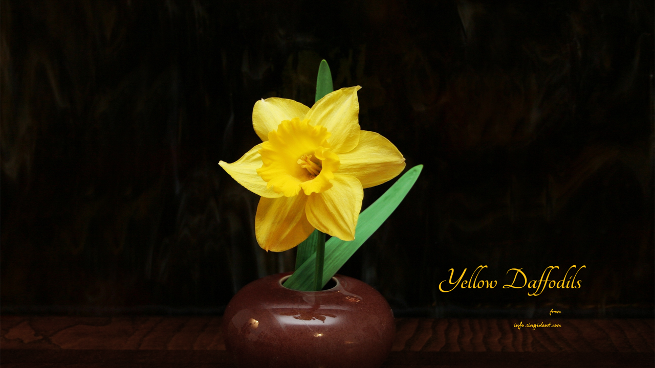 10 노란색 수선화 한송이 검정배경 C - Yellow Daffodils 봄배경화면