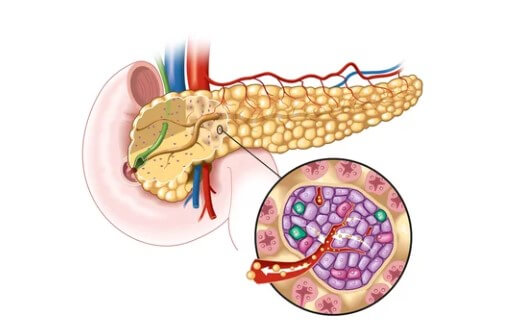 췌장의 역할 췌장암 검사 췌장암 검사종류 췌장암 검사방법