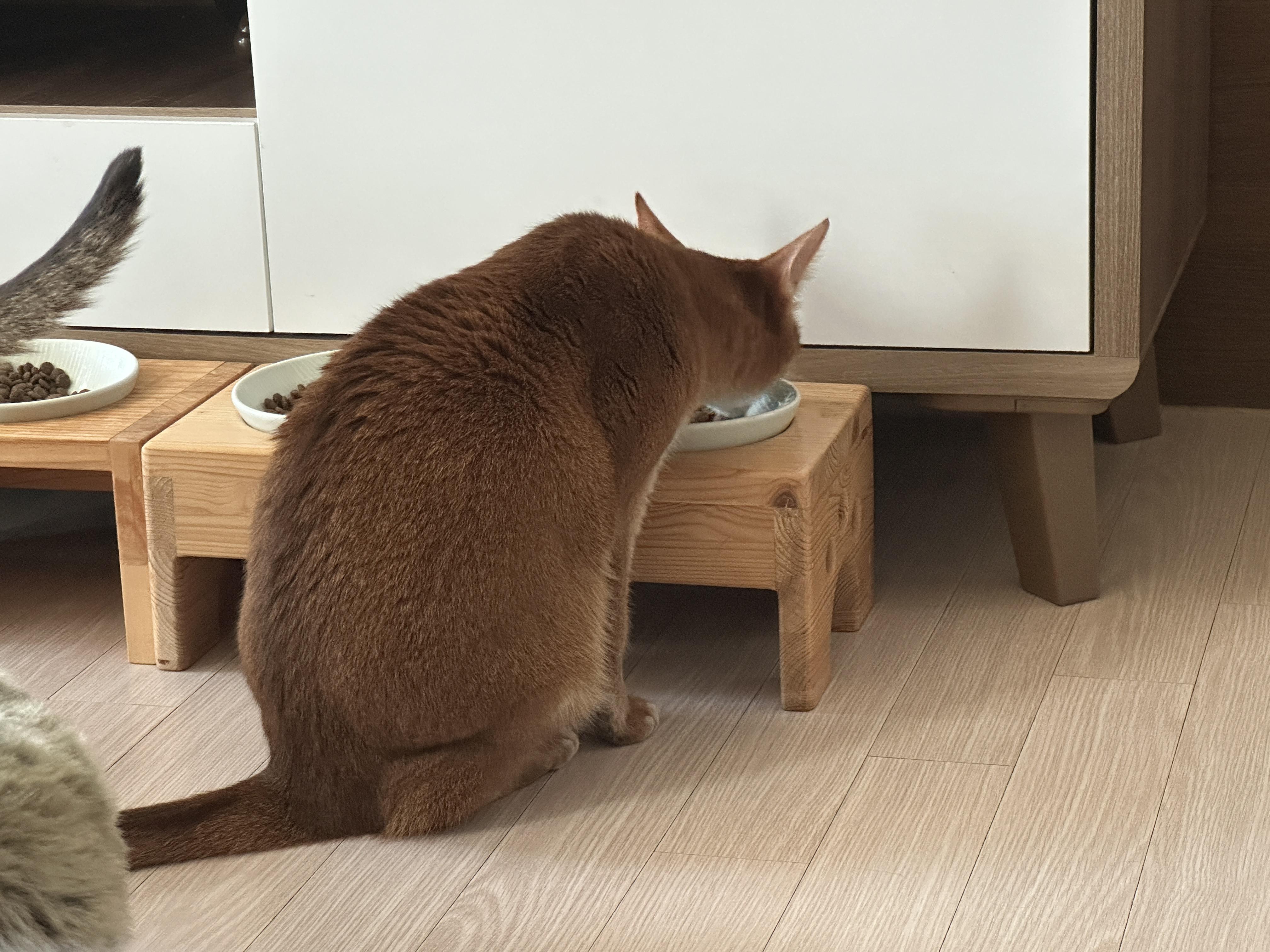 사료가_먹고_싶은_루나