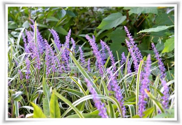 화초 "맥문동" 사계절 내내 우아한, 척박한 땅에서도 꽃 피우는 생명력!