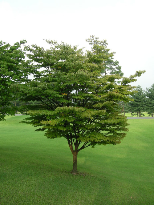 [정원수목]소형 정원에 딱 맞는 포인트 수목 추천 리스트