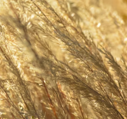 카무트 효소 효능 및 먹는법 총정리