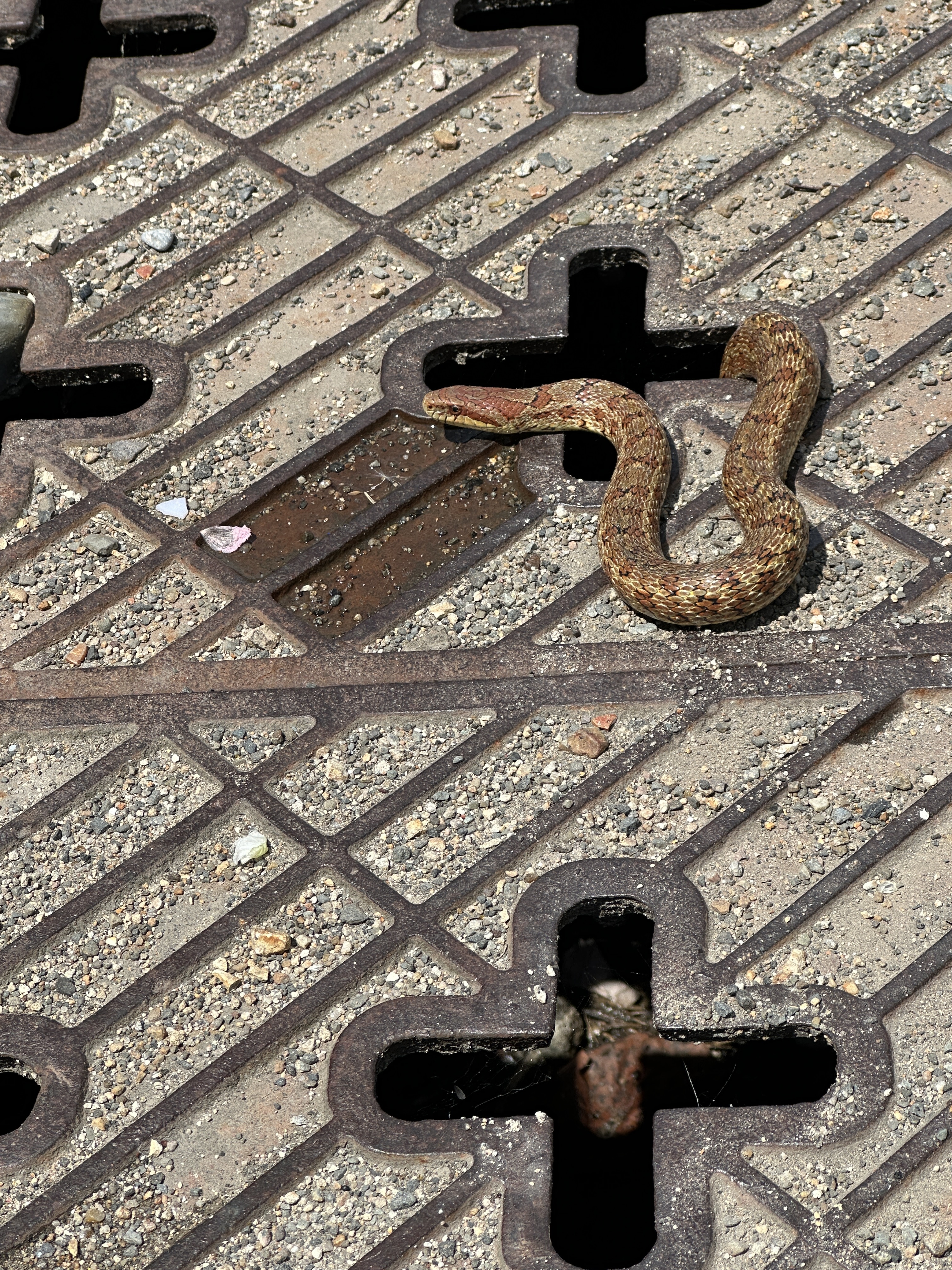 꼬리는 배수구 밑에 놓고~