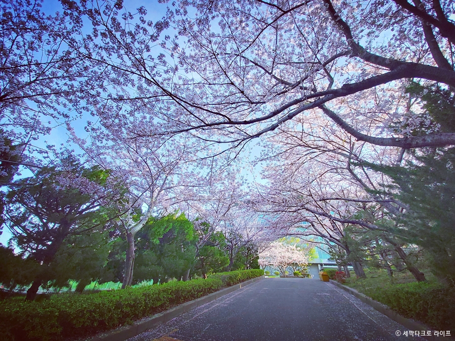 벚꽃사진