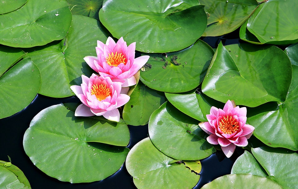 바다향기수목원 연꽃