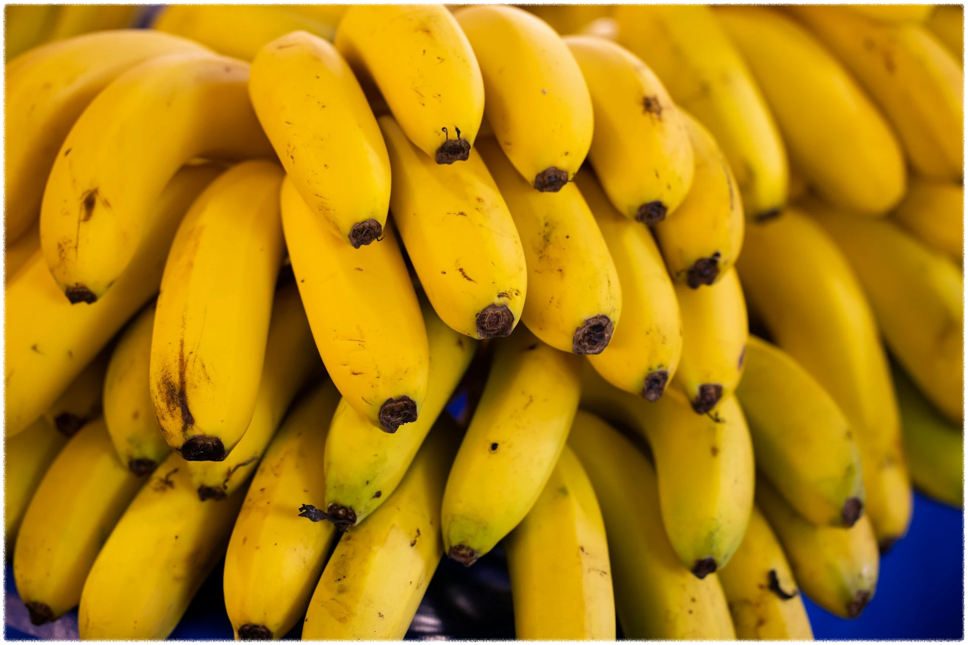 많은-바나나가-모여있는-모습