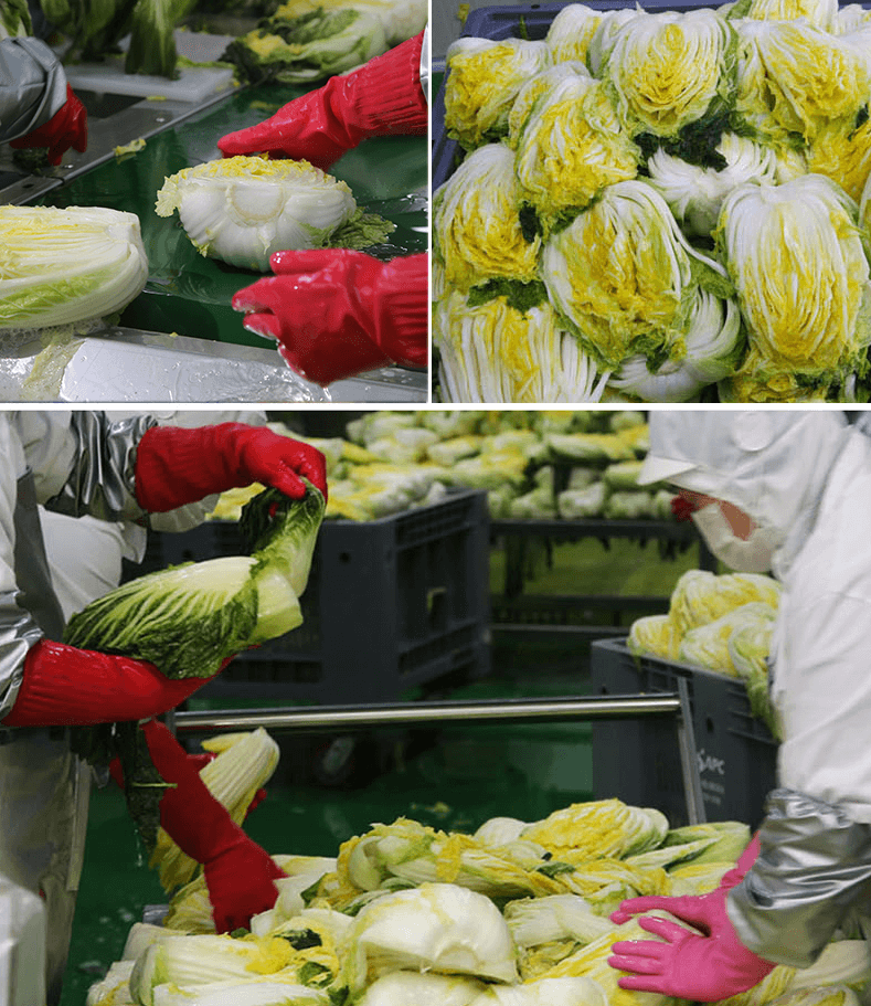 해남 절임배추 20kg 사전예약 가격비교