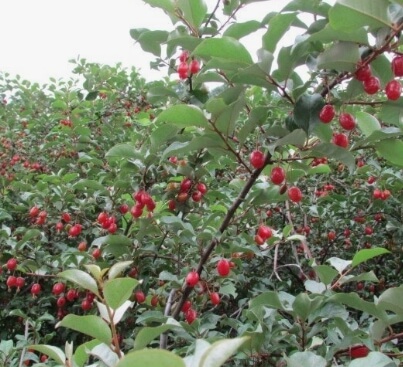 보리수 열매 효능