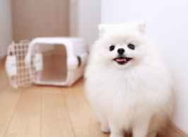 개의 천 오음