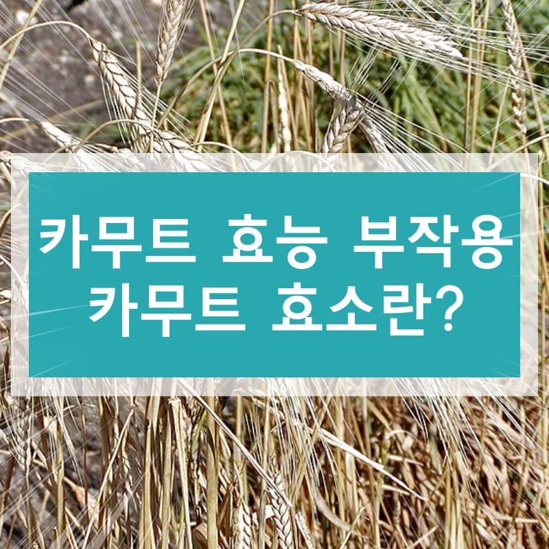 카무트 효능 부작용 카무트 효소란?