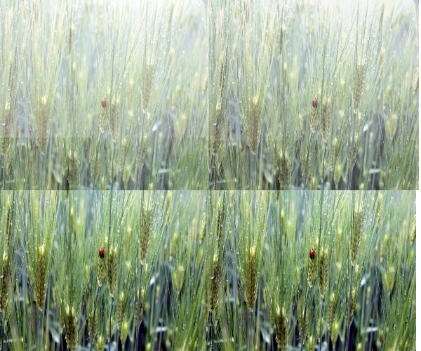 고창 청보리밭축제