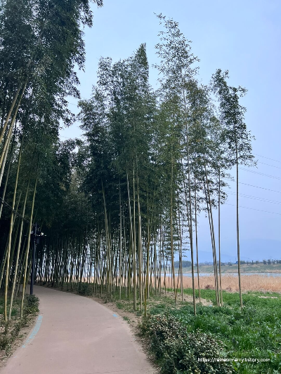 대나무 숲길 낮