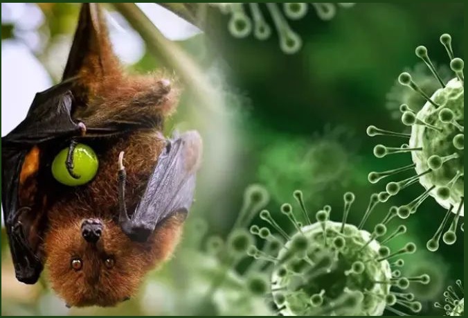 니파 바이러스 증상