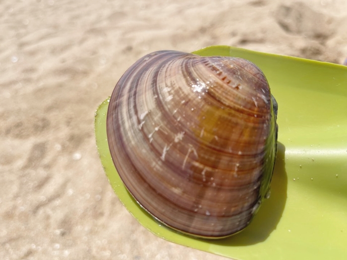 인천-을왕리-해수욕장-백합조개