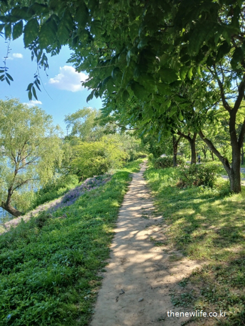 A sunlit riverside dirt path symbolizing a healthy lifestyle routine reshaped by daily walking-햇살이 비추는 강변 흙길, 운동으로 변화된 건강한 삶의 루틴 상징