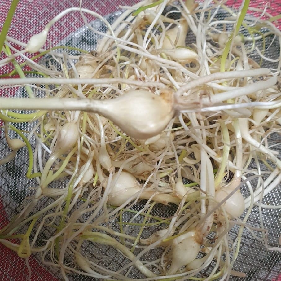 은달래 세척 전 모습