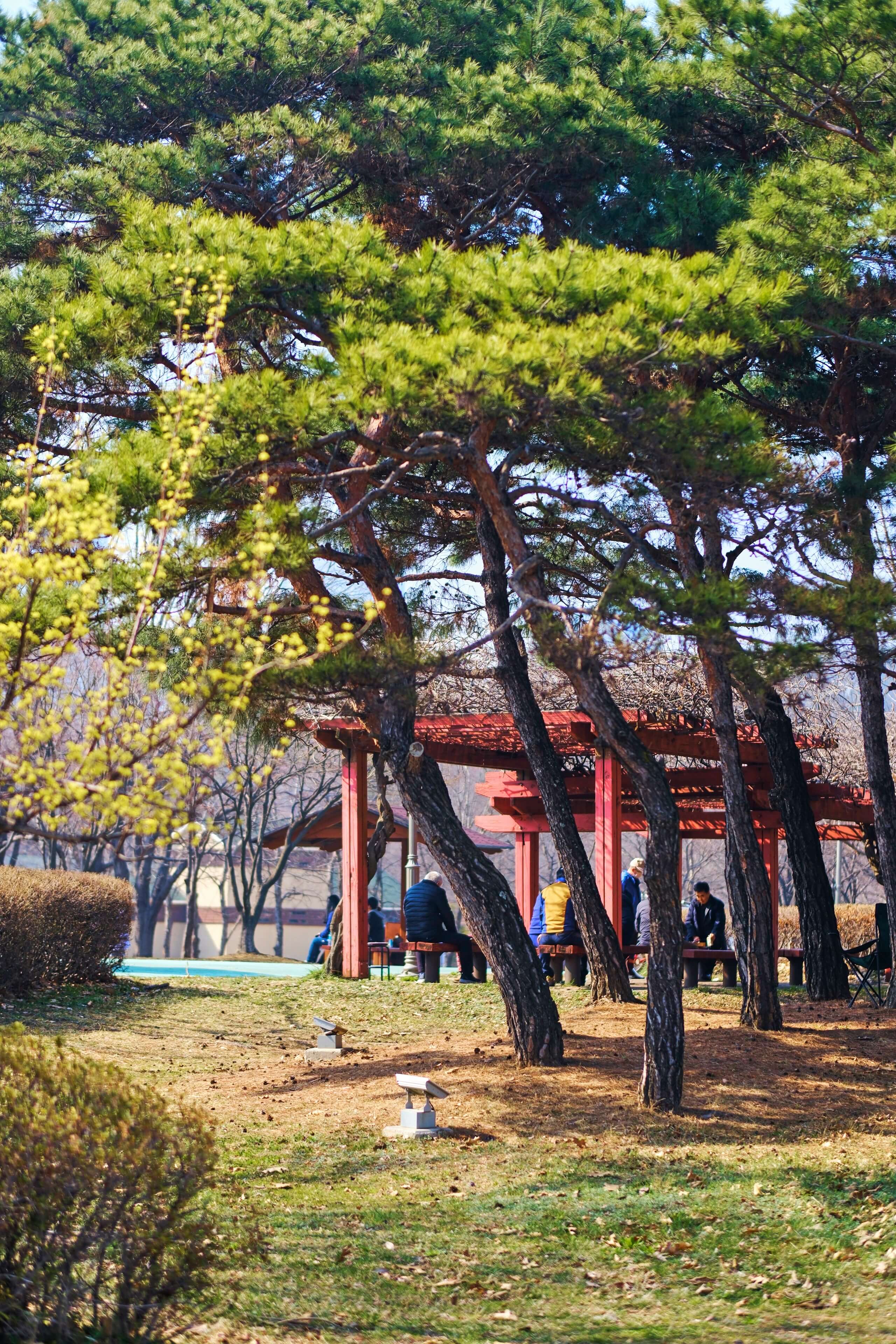 한국의 계절성 알레르겐