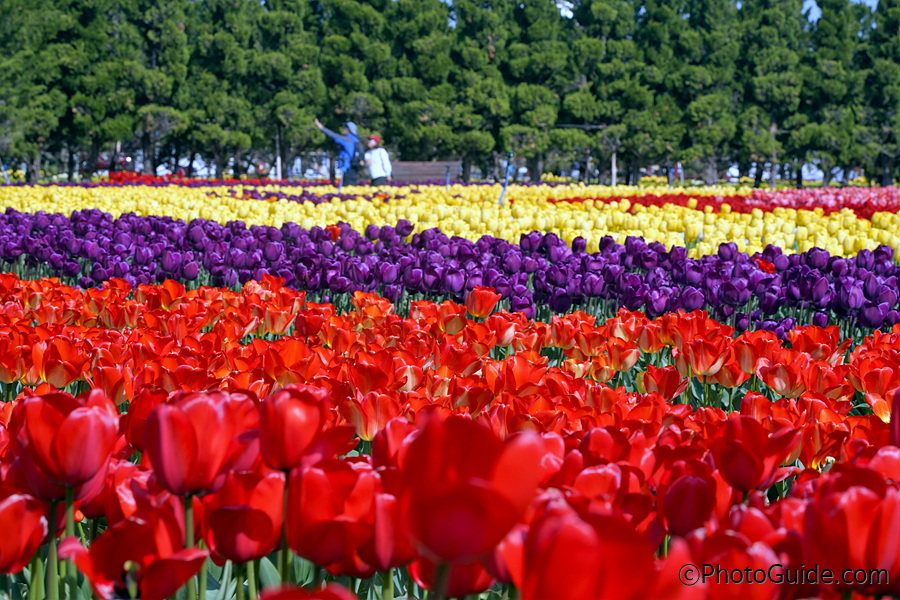 신안군-임자도-섬-튤립축제