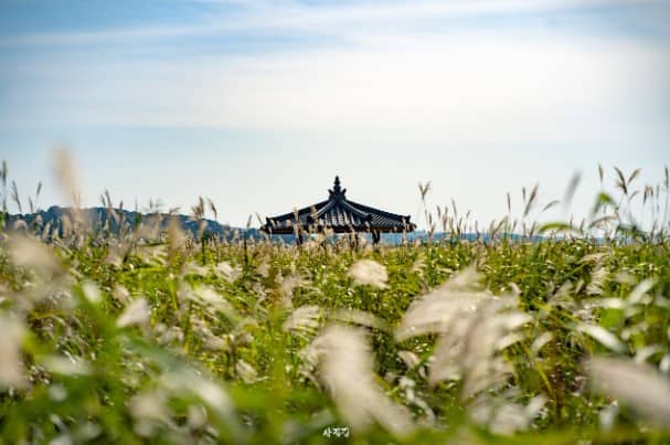 나래공원의-억새들