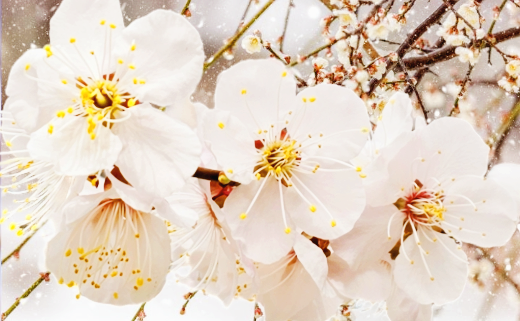 광양 매화축제 기간