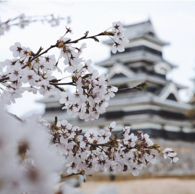 오사카 벚꽃 개화시기 2025