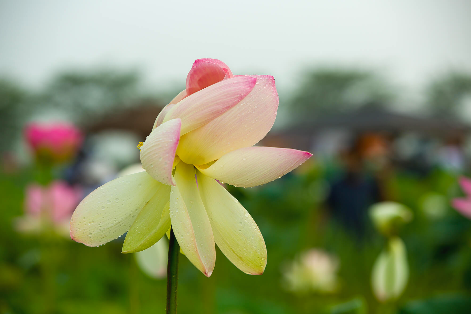 시흥 관곡지 연꽃테마파크 연꽃9