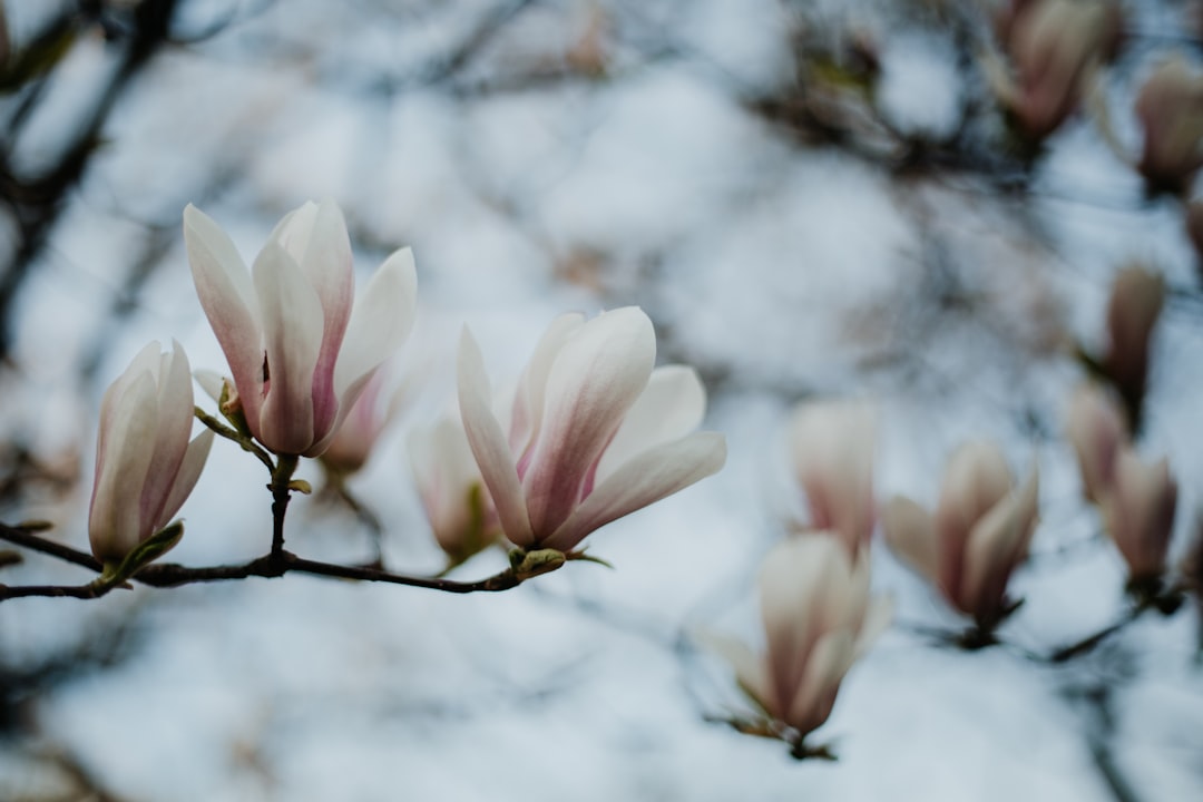 Magnolia