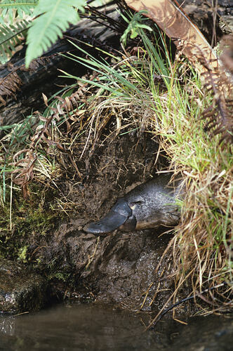오리너구리의 땅굴