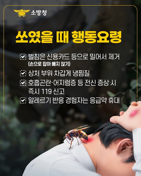 벌쏘임 벌집제거 행동요령 응급대처법 벌침제거법 8월벌쏘임 알레르기응급 소방청통계