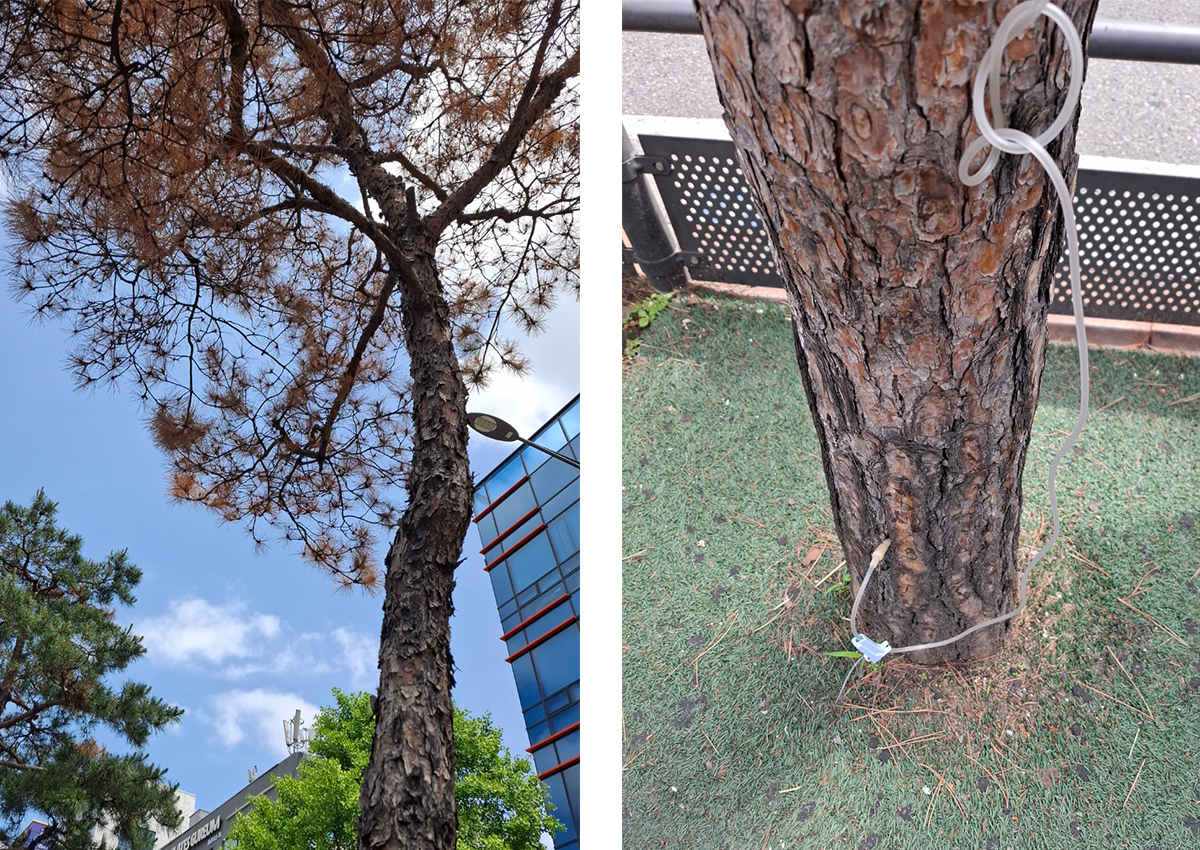 버스정류장 가로수
소나무 링겔 맞고 있는 것이 마음이 아프다