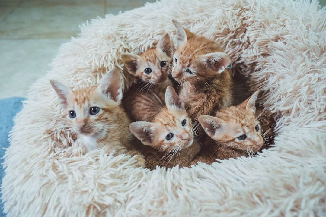 Cat litter