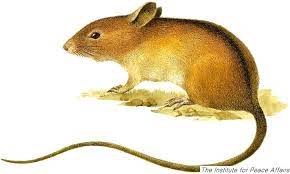 긴꼬리자작나무쥐