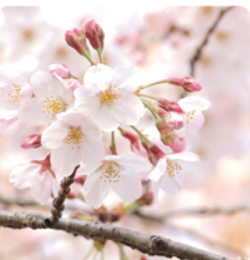 진해 군항제 벚꽃 개화 