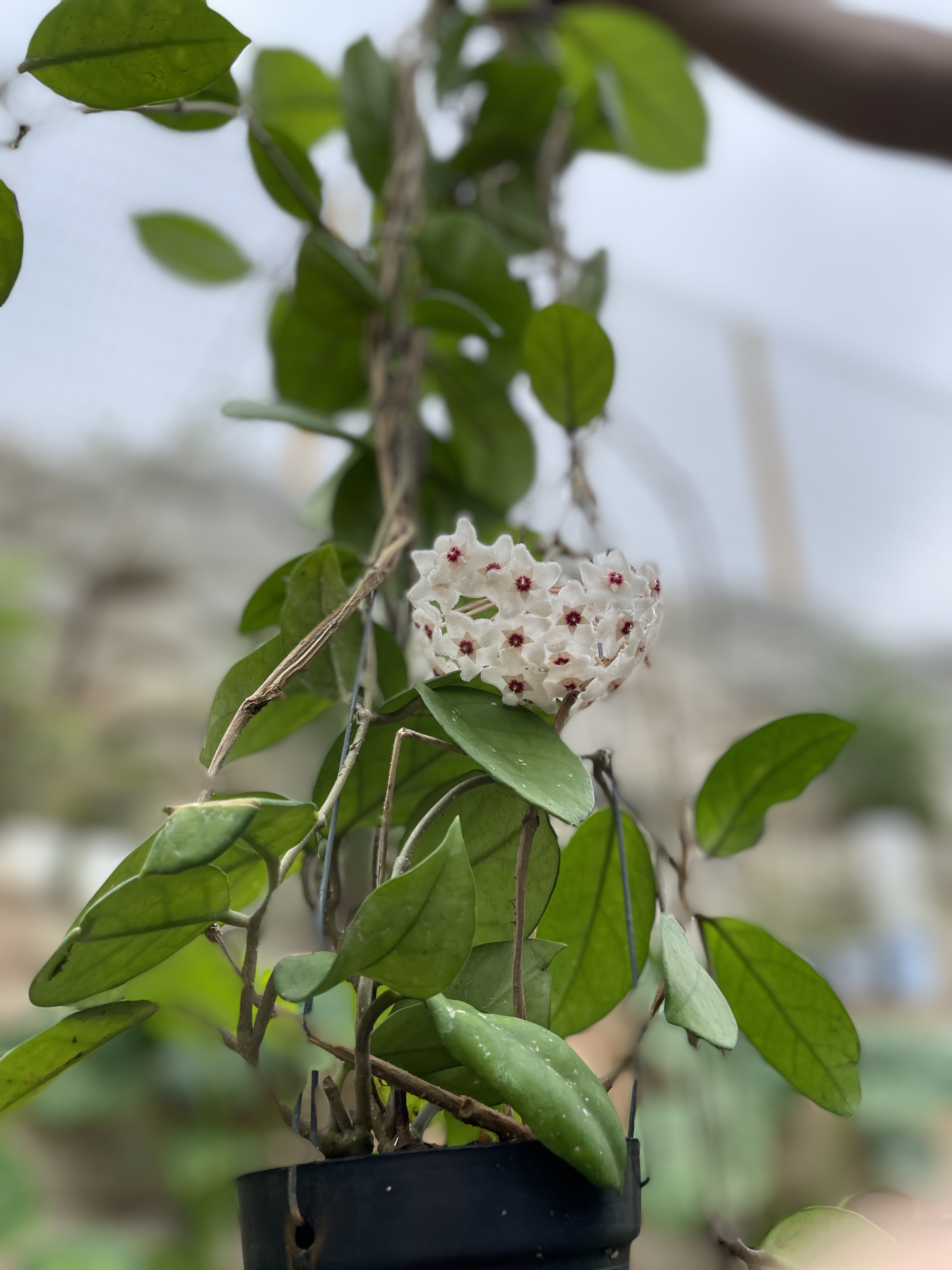 호야 카노사 걸이 키우기 공기정화식물 공중걸이 화분