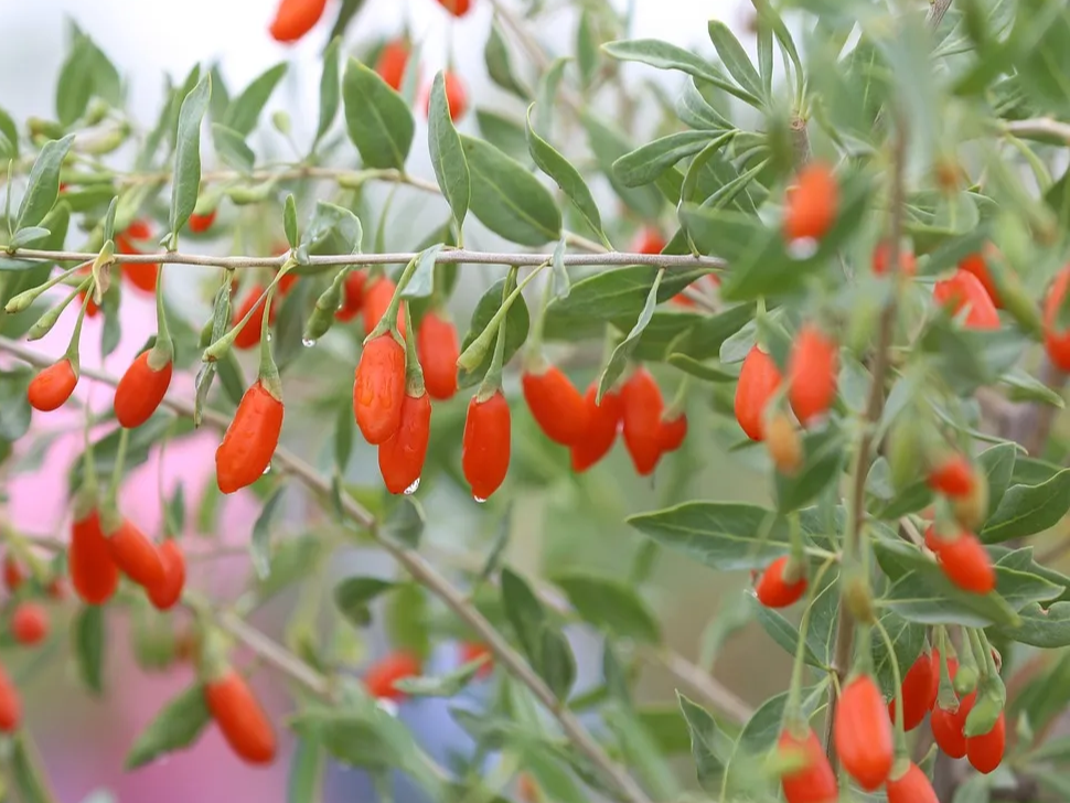 구기자 강력한 항산화 작용