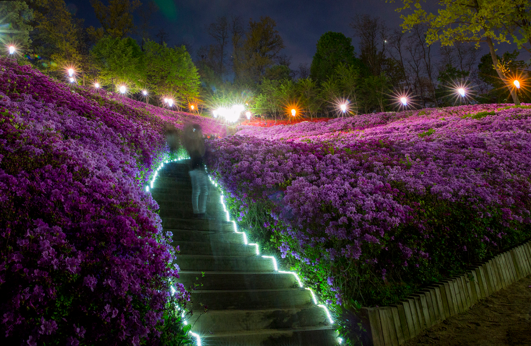 이미치 출처: 군포철쭉축제 공식 홈페이지, 철쭉동산 야경