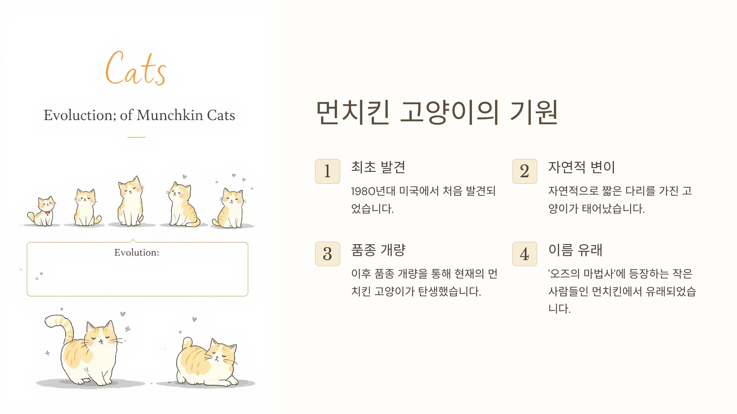 먼치킨 고양이 사진입니다.