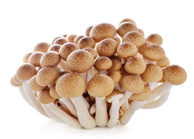 만가닥버섯 효능_8