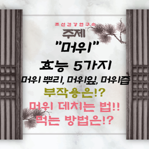 머위 효능 5가지 부작용 머위 데치기는 방법 양념장 뿌리 머위잎 머위즙