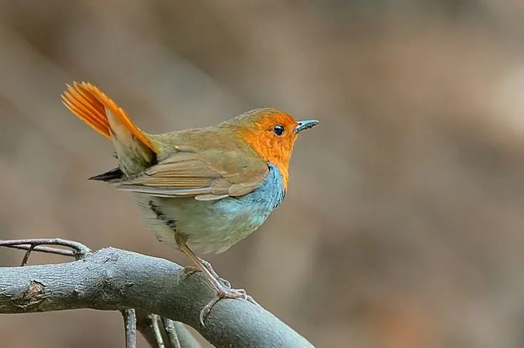 붉은가슴울새 영국 겨울 새 특징 매력 이미지_7
