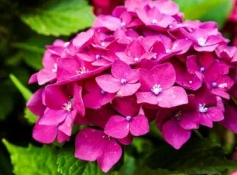 수국 키우는법 개화시기 삽목시기 가지치기 화분 물주기_12