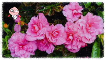 예쁜 구근 베고니아 꽃