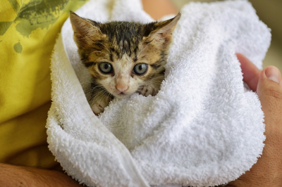 수건에 싸인 아기 고양이