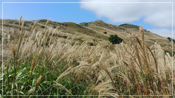 황매산국립공원 억새 이미지/ 출처: 황매산국립공원 홈페이지