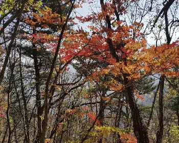 설악산 단풍, 절정 시기_17