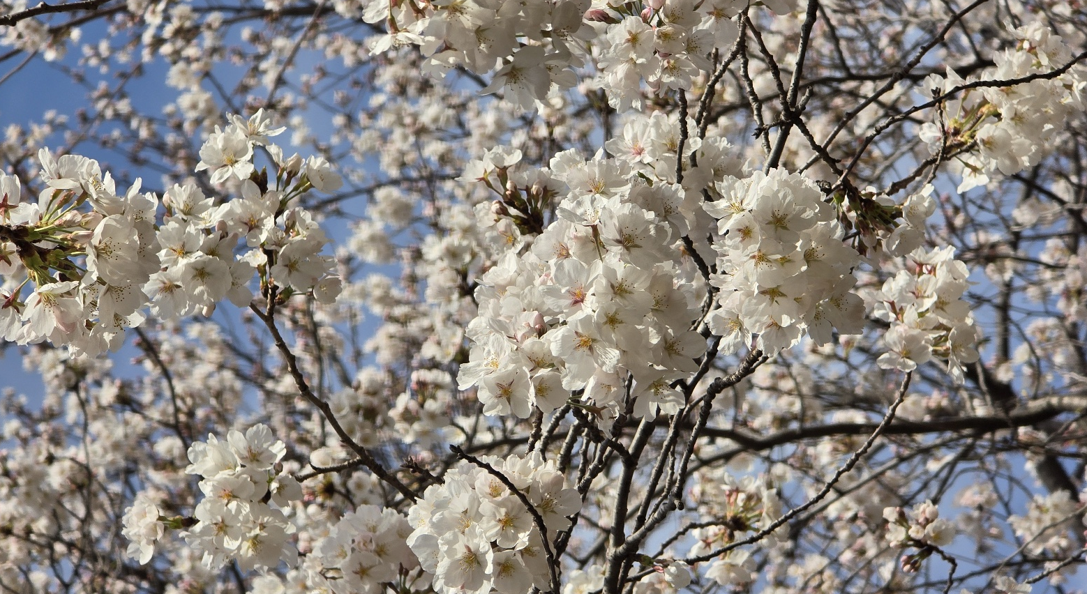 벚꽃 사진