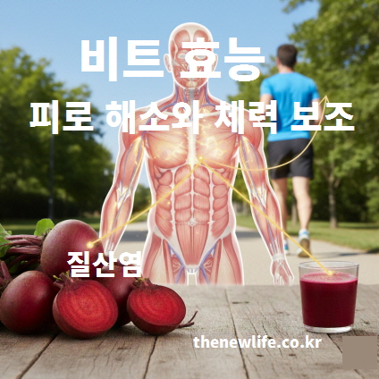 비트 효능 중 질산염 성분이 피로 해소와 체력 보조에 도움을 주는 작용을 설명한 이미지