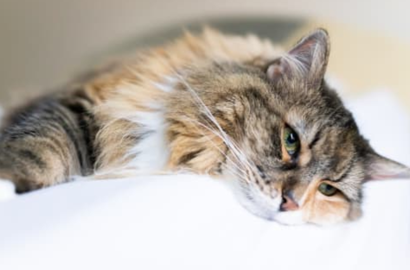 고양이가 잘 숨기는 질병 초기 신호 5가지