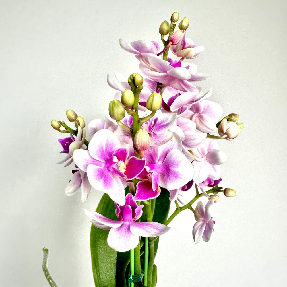 겨울철 난 물주기 서양난 동양난